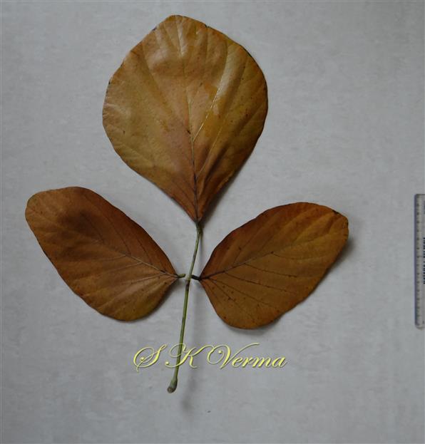  Leaf (Adaxial view)